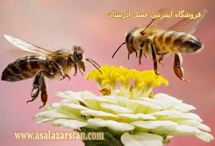 خرید عسل آویشن طبیعی از زنبوردار