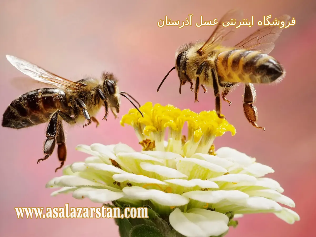 بهترین زمان تولید ژل رویال