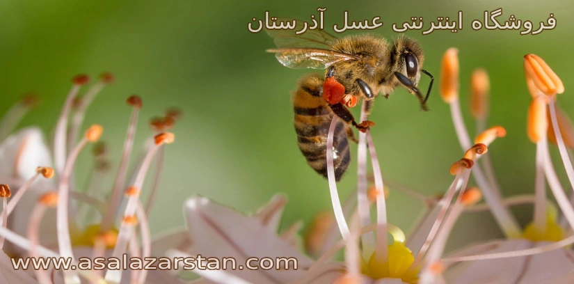 راهنمای خرید عسل