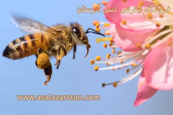 نکات مهم راهنمای خرید عسل