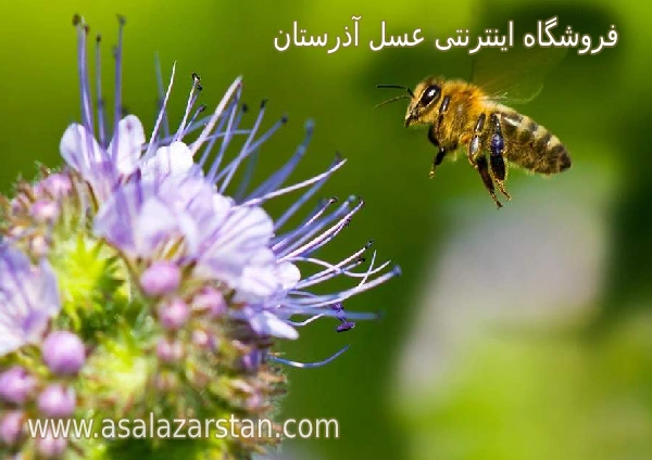 قیمت عسل طبیعی