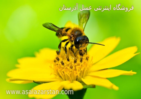 عسل آویشن طبیعی در کرج