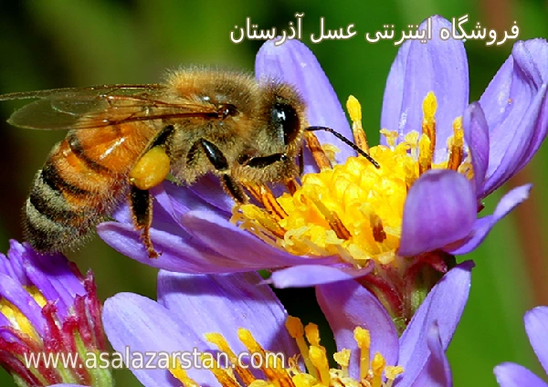 قیمت عسل در تهران