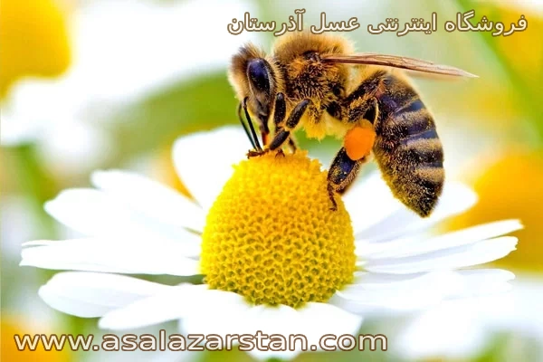 درمان سرماخوردگی با عسل