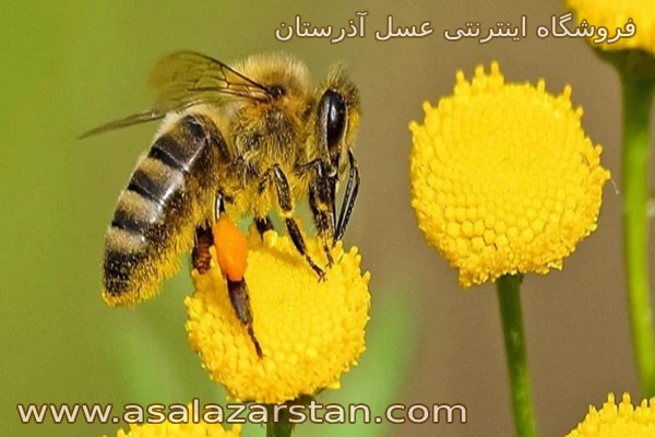 ویژگی ها و خواص عسل کوهستان