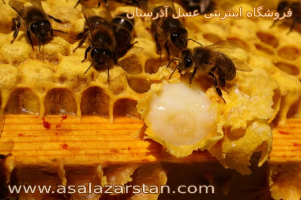 خرید ژل رویال از زنبورداری