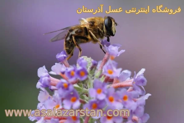 تولید بره موم