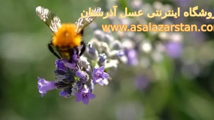 بررسی مهم ترین گیاهان مولد بره موم در ایران