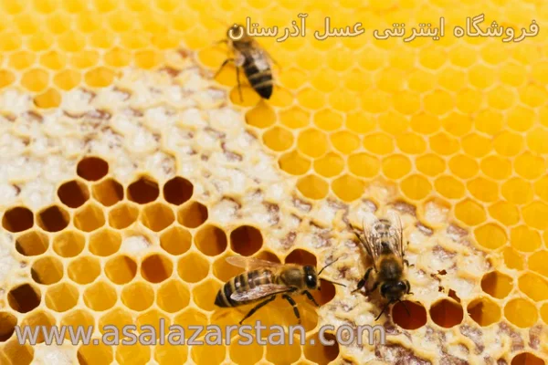 تولید موم عسل