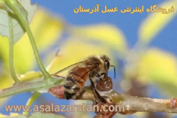 منبع گیاه عسلک