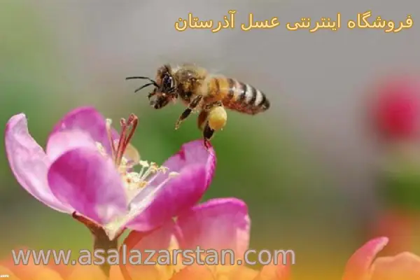 تفاوت عسل و عسلک