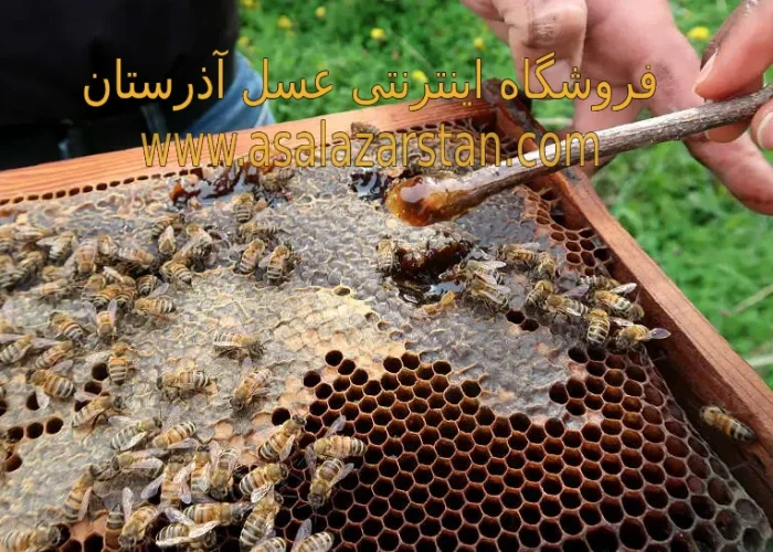 عسل آویشن چیست؟