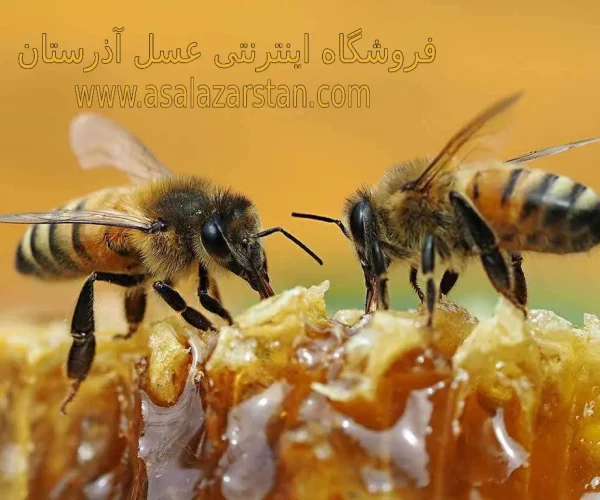 خرید عسل طبیعی از زنبوردار